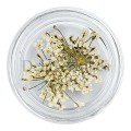 Flores secas 01, Blanco