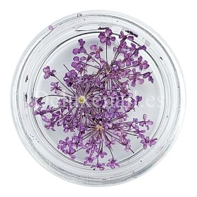Flores secas 11, Morado
