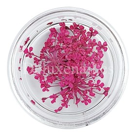 Flores secas 13, Rosa Fucsia